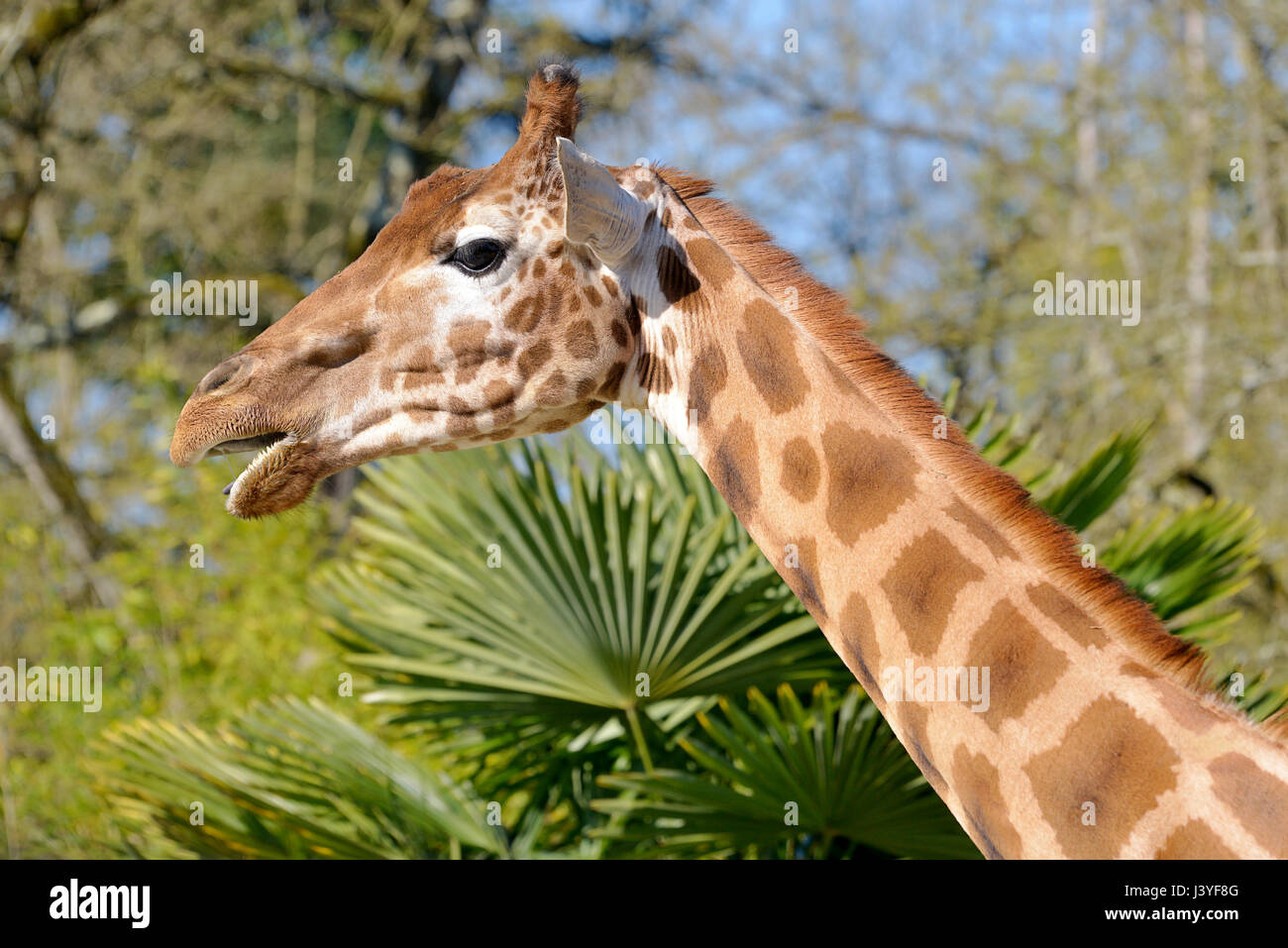 Portrait of giraffe (Giraffa camelopardalis) open mouth seen from profile Stock Photo