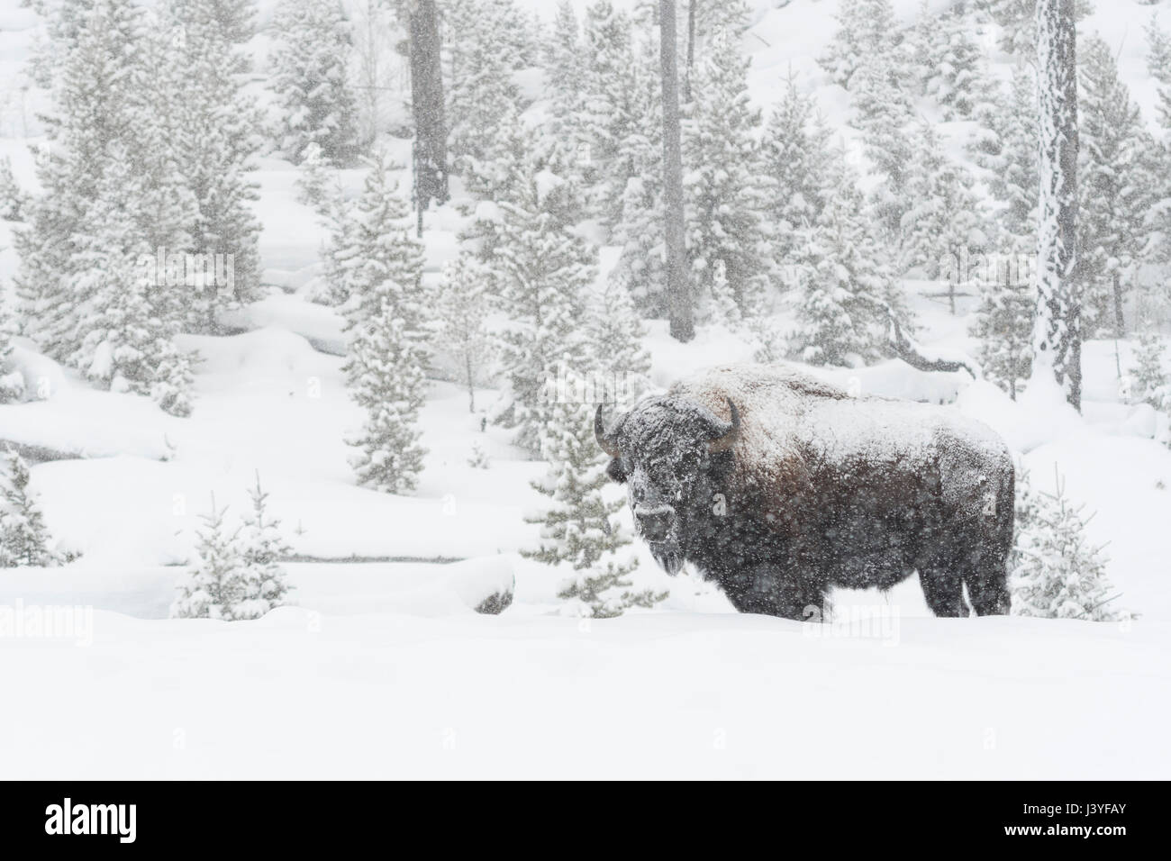 American Bison ( Bison bison ) in winter, old bull covered with snow during heavy snowfall, in typical surrounding of Yellowstone National Park, USA. Stock Photo