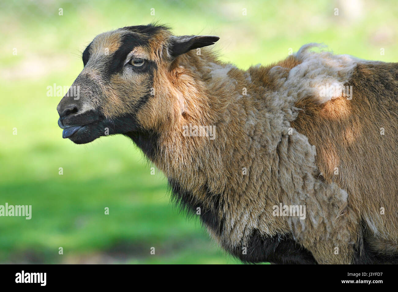 Profile portrait sheep of Cameroon Ovis aries Stock Photo