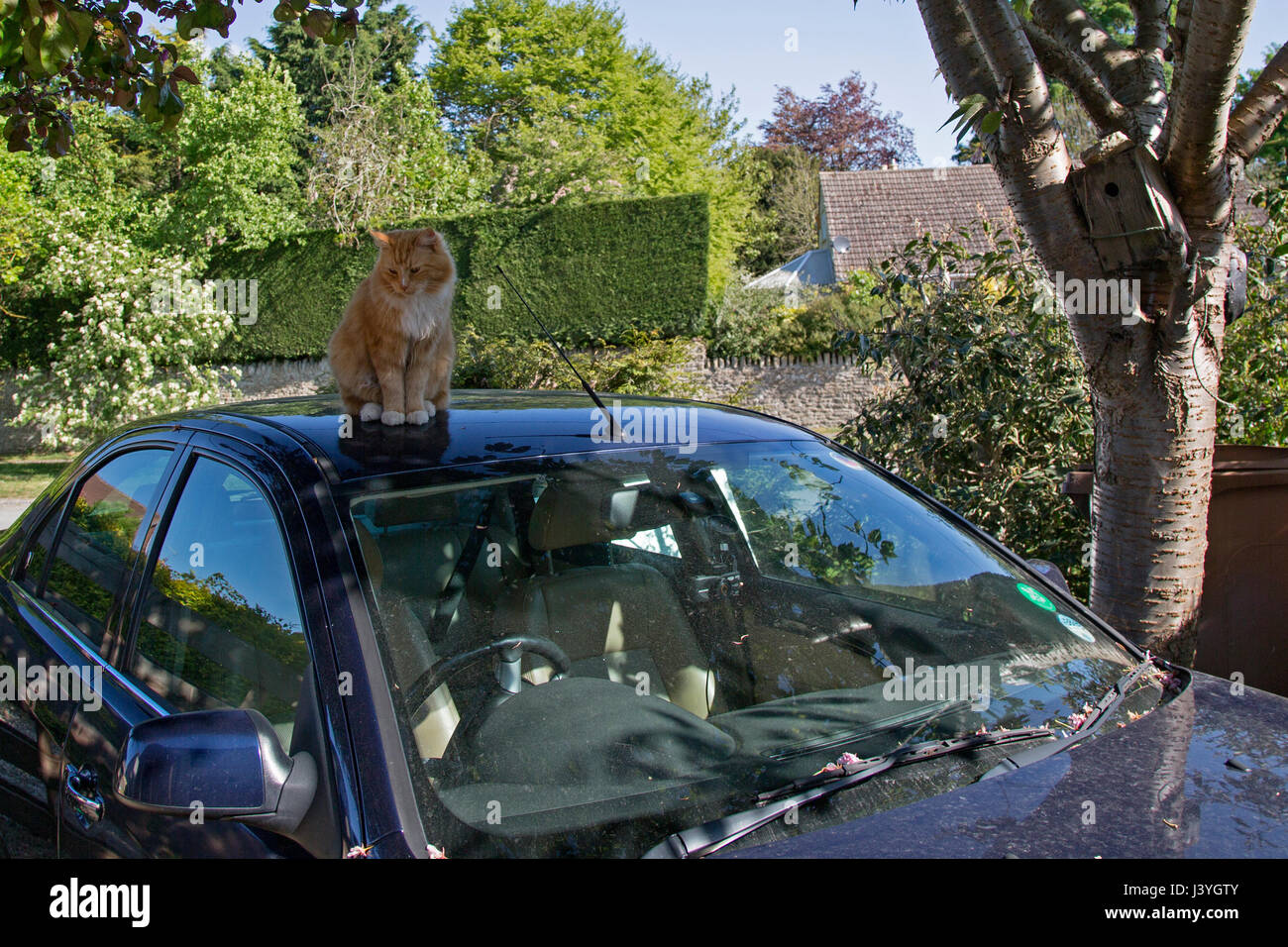 A ginger cat sits atop a blue car parked in a driveway, a bird nesting