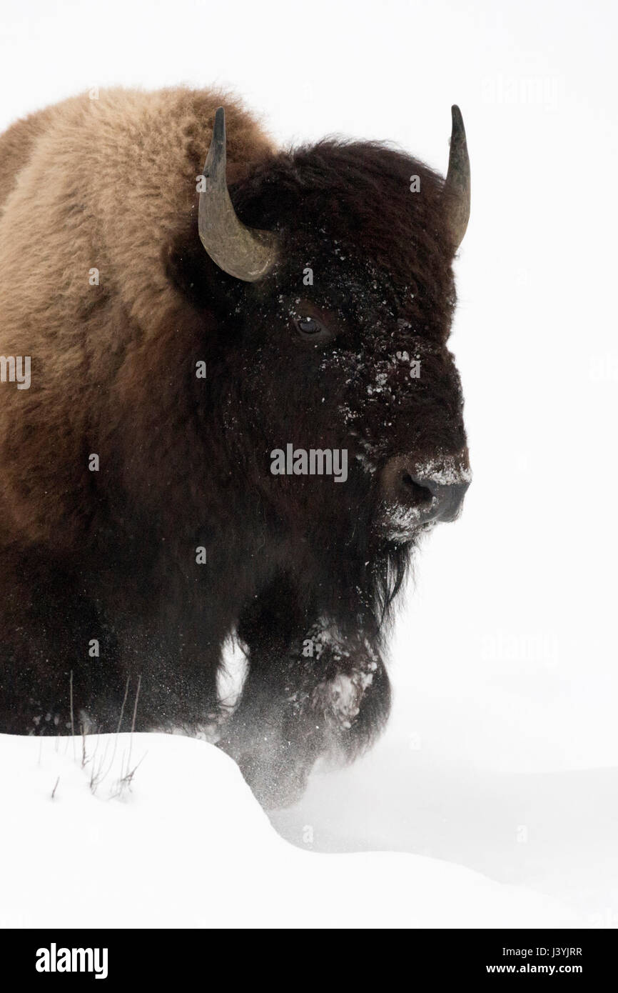 American Bison / Bison ( Bison bison ), bull in winter, breaking through fluffy snow, frontal side shot, Yellowstone National Park, Wyoming, USA. Stock Photo