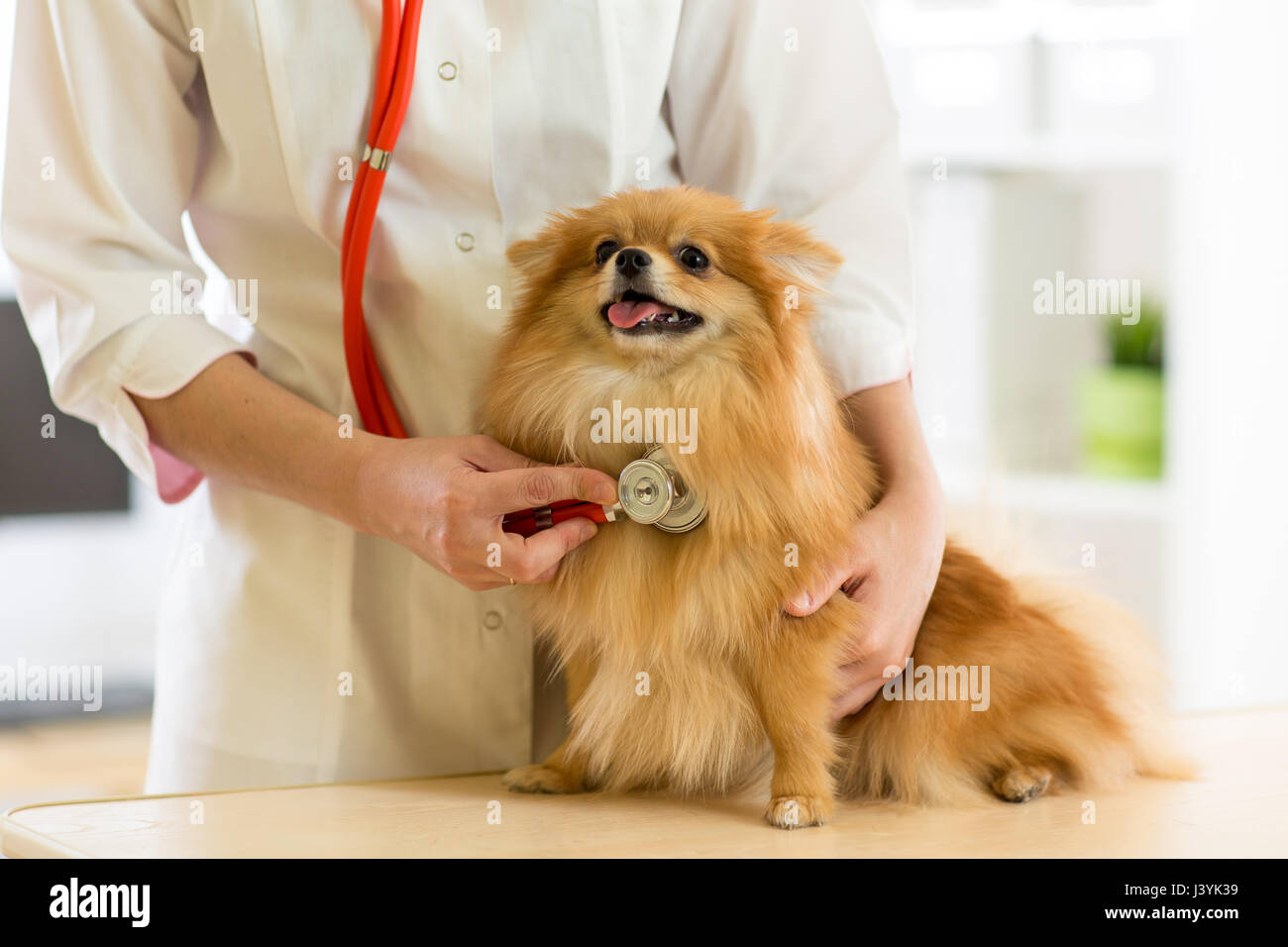 the vet examining the dog breeds Spitz with stethoscope in clinic Stock Photo