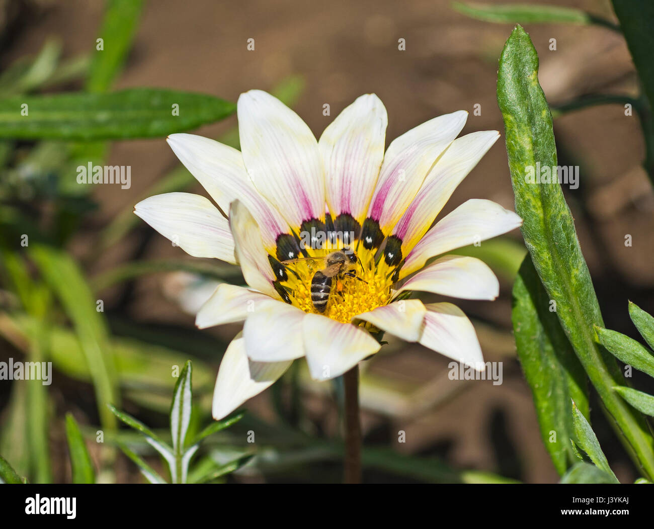 Close-up detail of a honey bee apis collecting pollen on white daisy flower in garden Stock Photo