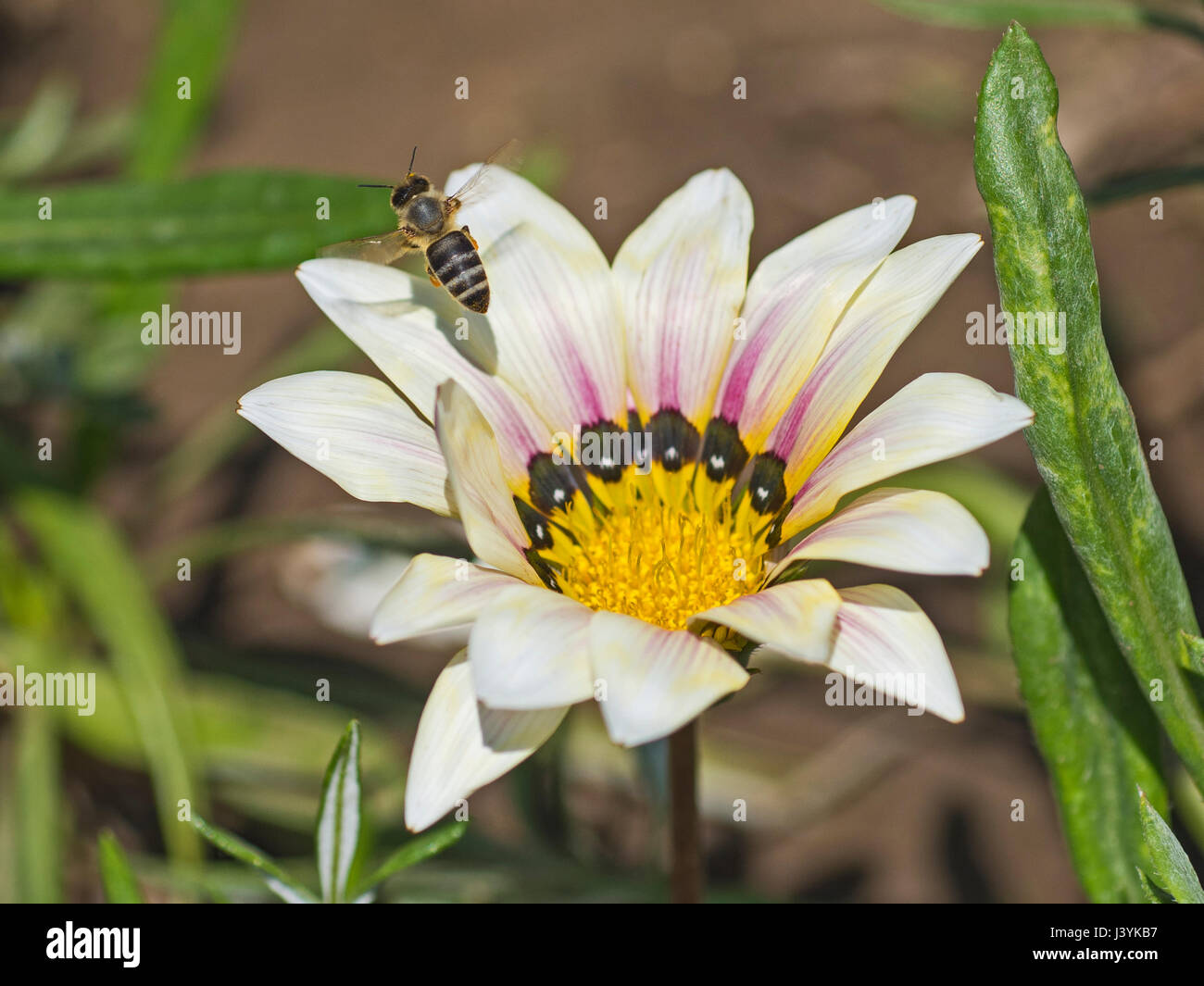 Close-up detail of a honey bee apis in flight collecting pollen on white daisy flower in garden Stock Photo
