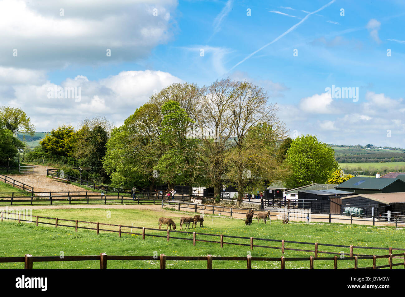 Donkey Sanctuary in Liscarroll, Ireland. Charity, copy space, donkeys