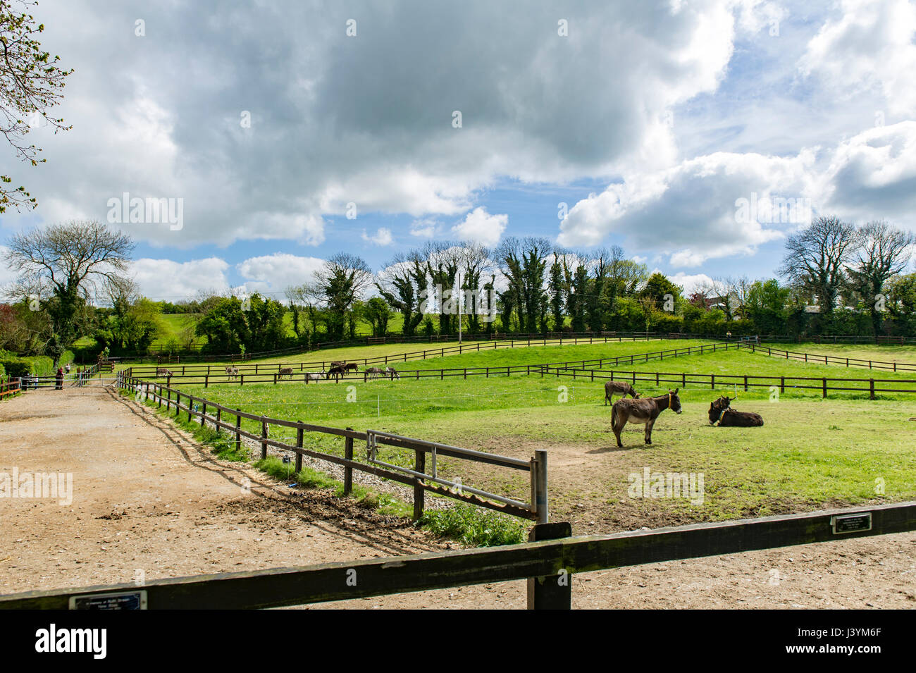 Donkey Sanctuary in Liscarroll, Ireland. Charity, copy space, donkeys
