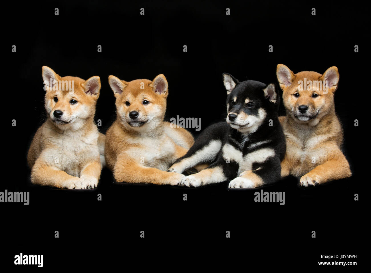 Four Beautiful Brown And Black Japanese Shiba Inu Puppy Dogs