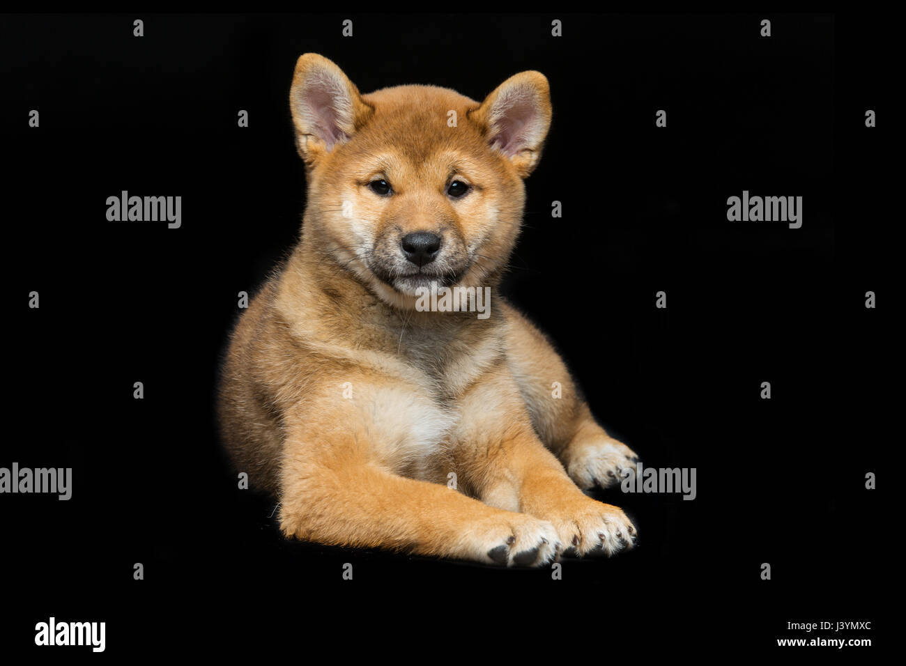 Miniature Husky Siberian Huskyshiba Inu Miniature Husky