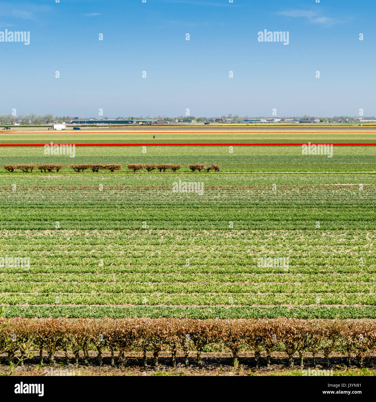 Colorful Dutch tulip field in springtime Stock Photo - Alamy