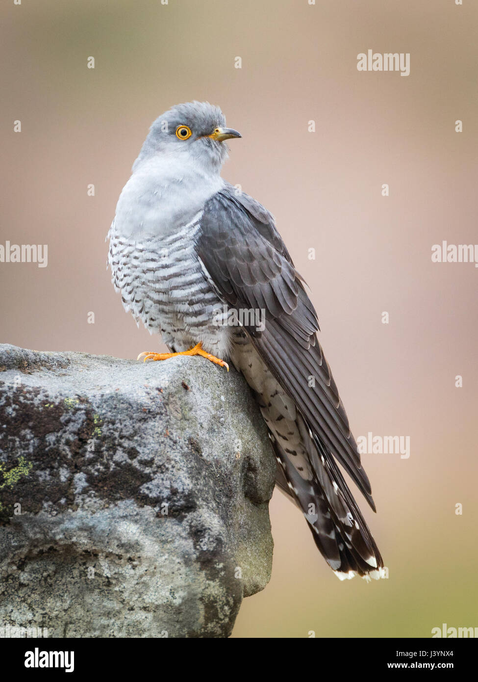 Male Cuckoo (Cuculus canorus) perched on a branch in the Brecon Beacons, Wales, UK Stock Photo