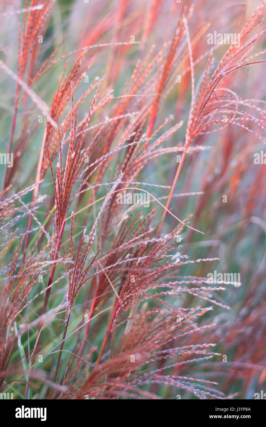 Ornamental grass in Autumn Stock Photo