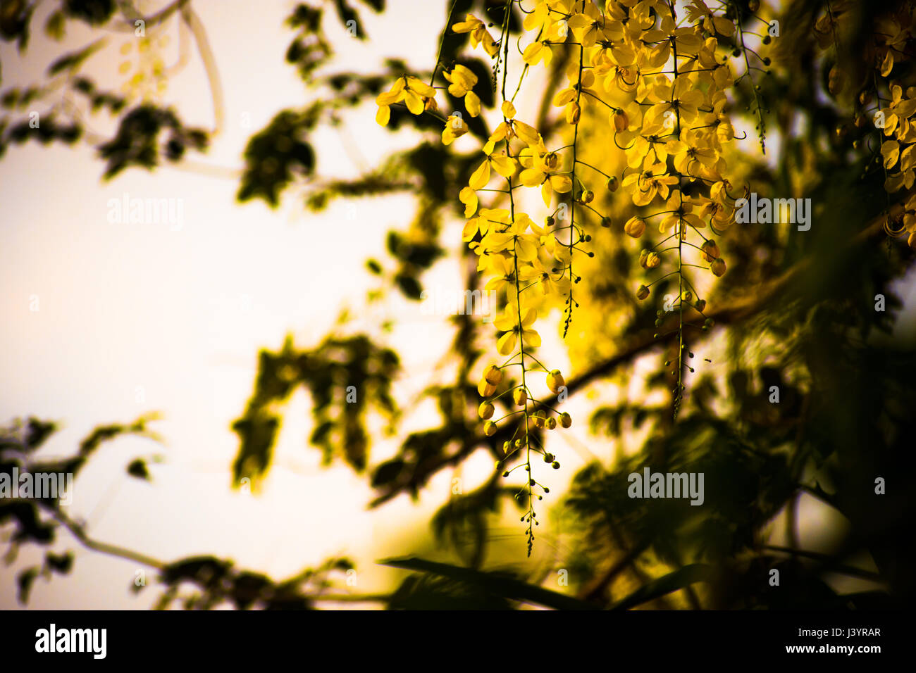 Golden shower tree (Cassia fistula) Stock Photo