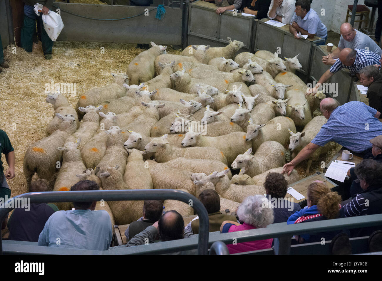 Bakewell livestock market hires stock photography and images Alamy