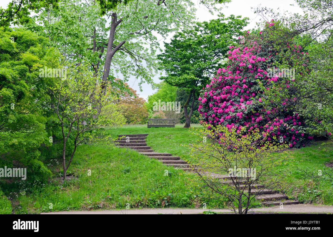 Stone stairs leading to a wooden bench surrounded by tall trees and pink rhododendron in bloom, in an english garden, spring time . Stock Photo