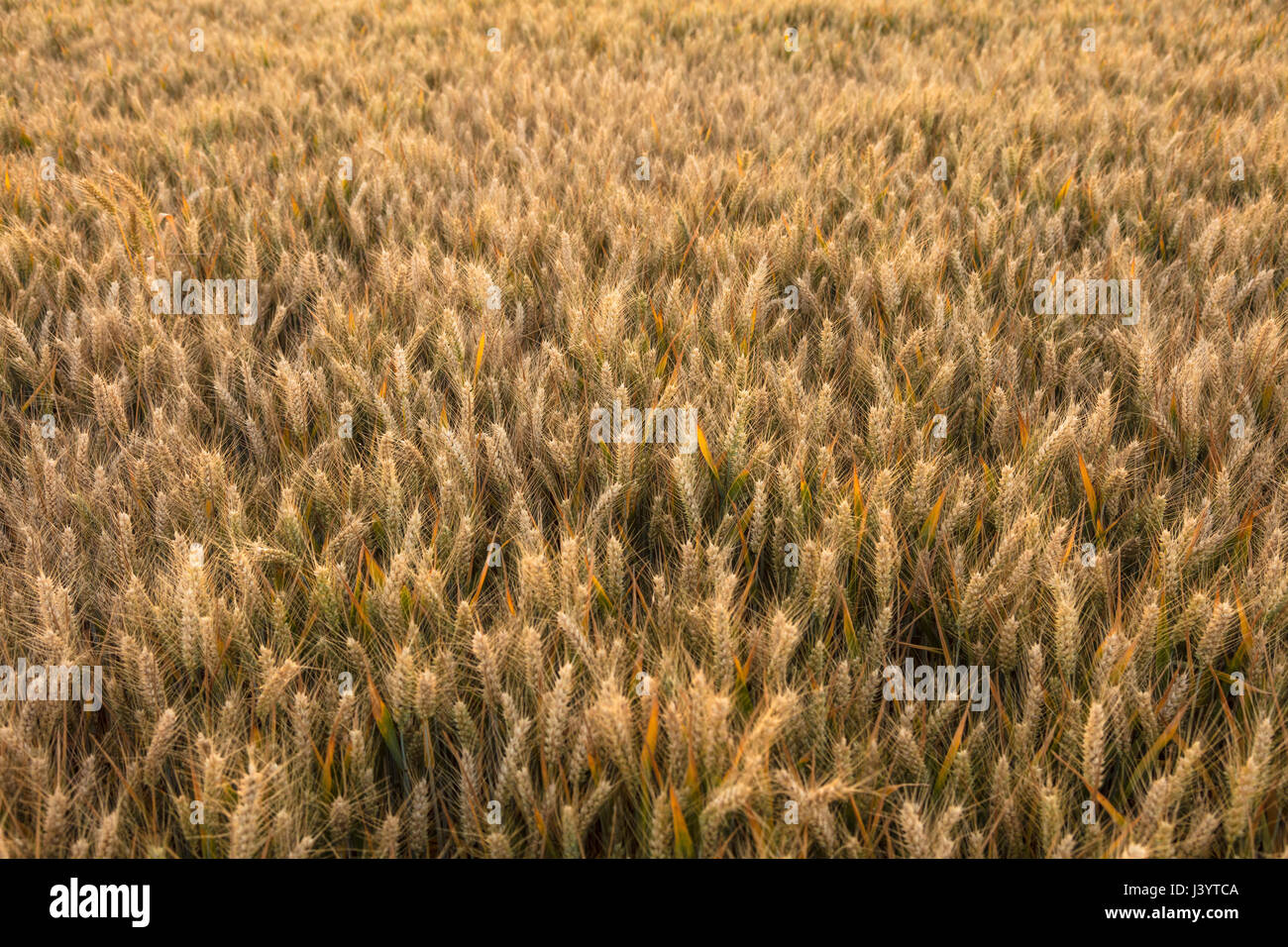 Golden field of barley crops growing on farm at sunset or sunrise Stock Photo