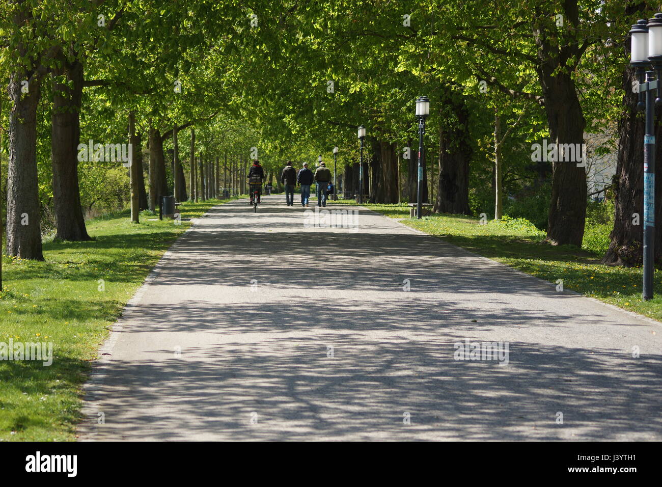 Boulevard with green trees Stock Photo