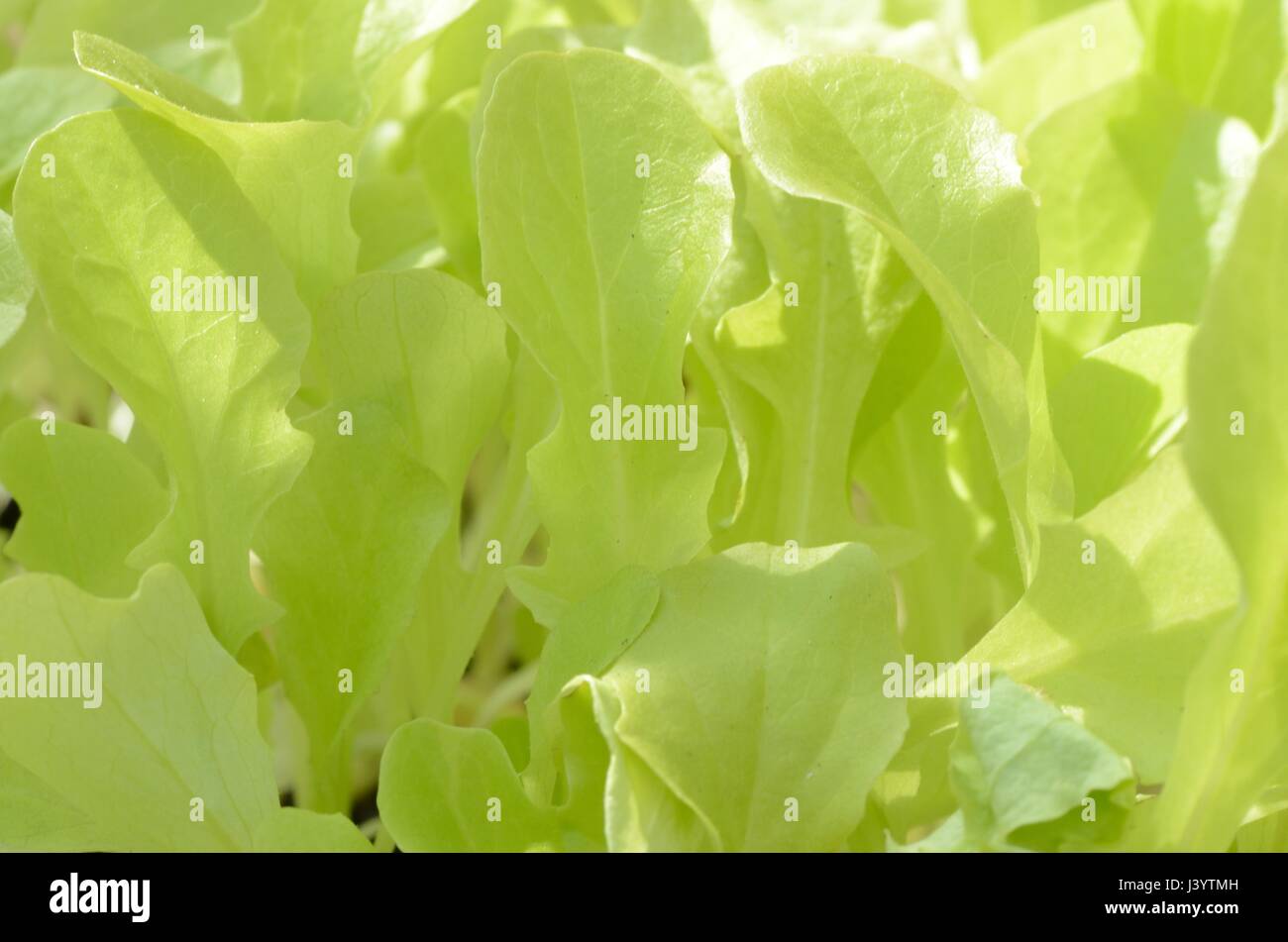 Lettuce leaves growing in greenhouse Stock Photo