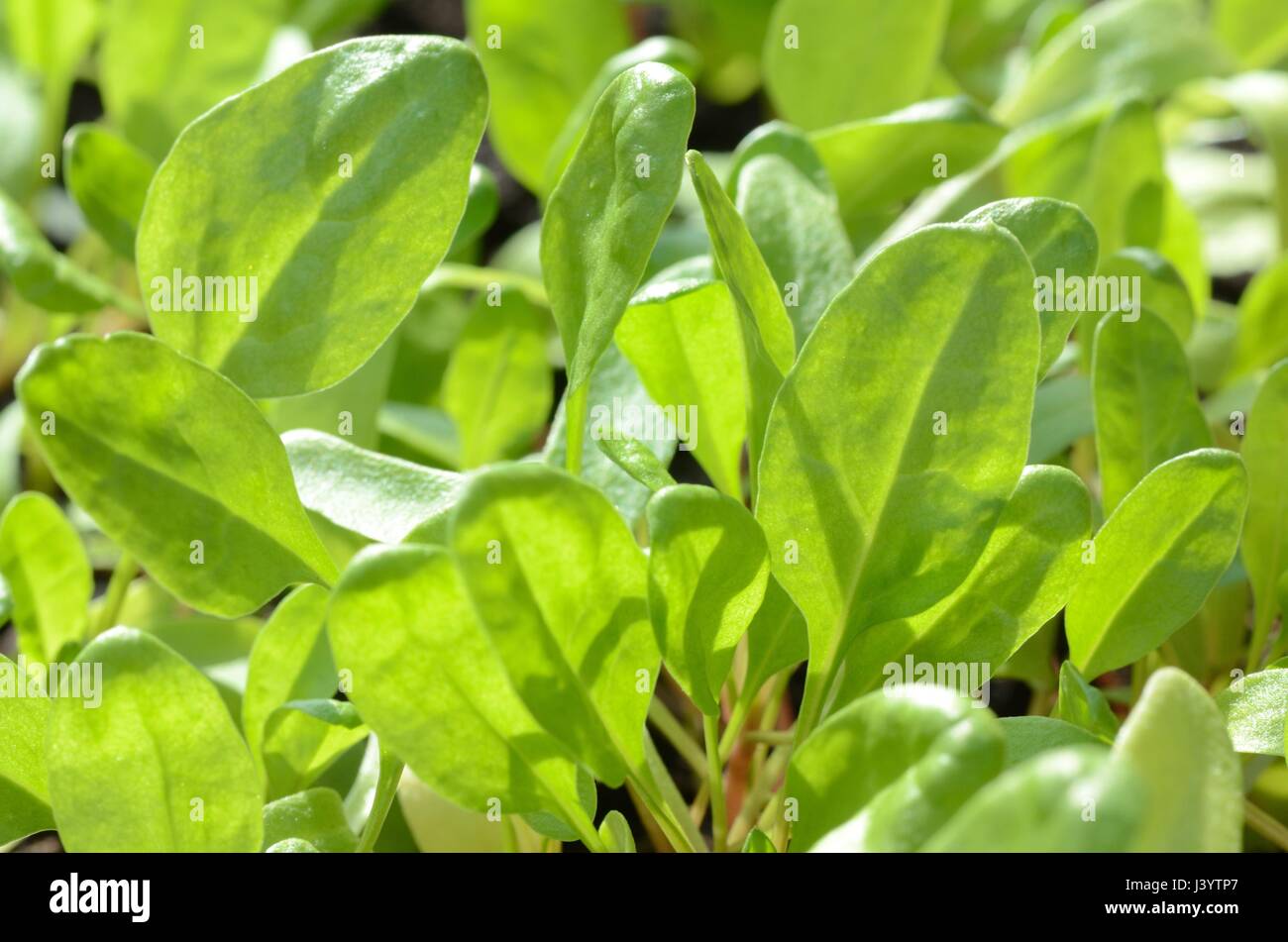 Popeye spinach hires stock photography and images Alamy