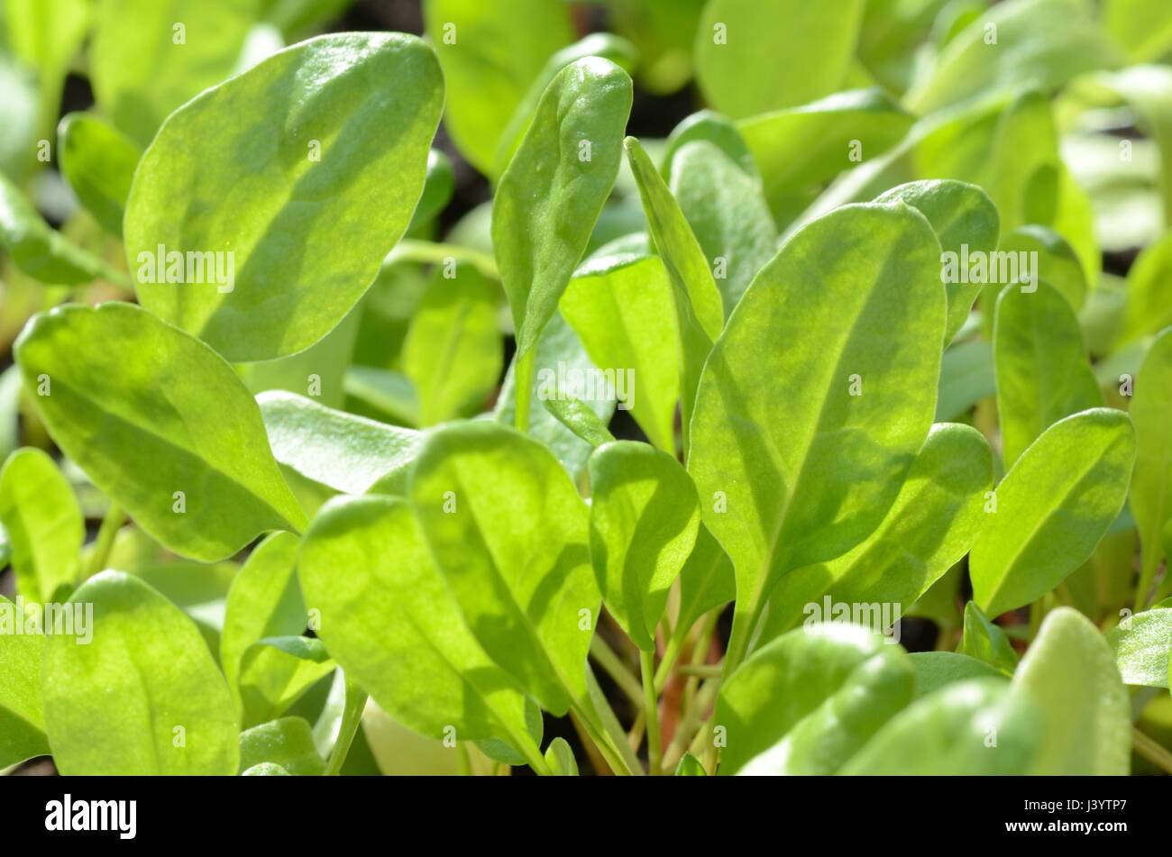Spinach leaves growing in greenhouse Stock Photo