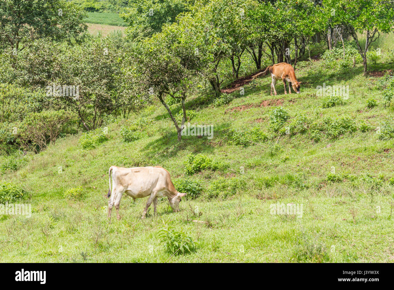 Muçum Rio Grande do Sul fonte: c8.alamy.com