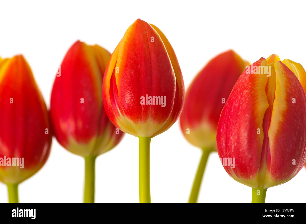 A row of red-yellow tulips on a white background Stock Photo - Alamy