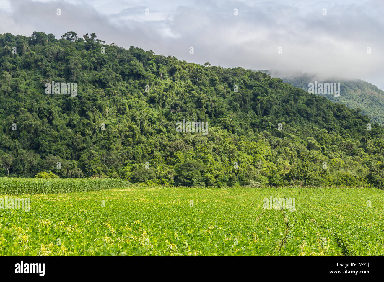 Soy plantation forest hi-res stock photography and images - Alamy