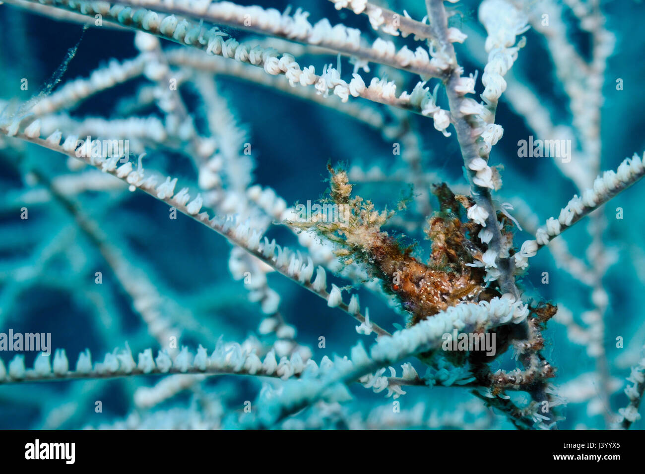 Tiny Conical Spider Crab (Xenocarcinus conicus) covered with small bits of debris for camouflage is hiding in a black coral bush, Panglao, Philippines Stock Photo