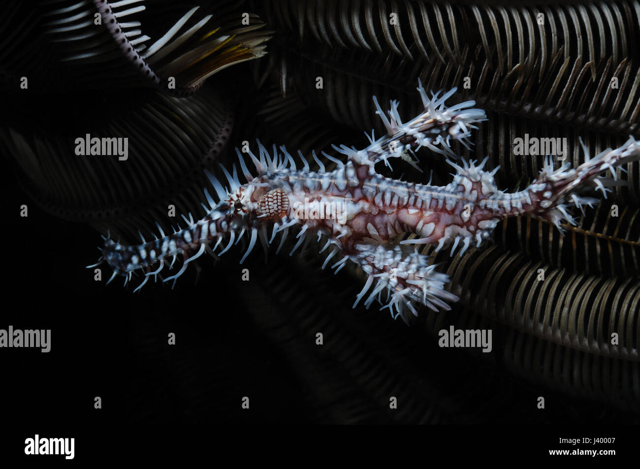 Harlequin ghost pipefish hiding in a crinoid (sea lily), Panglao, Philippines Stock Photo