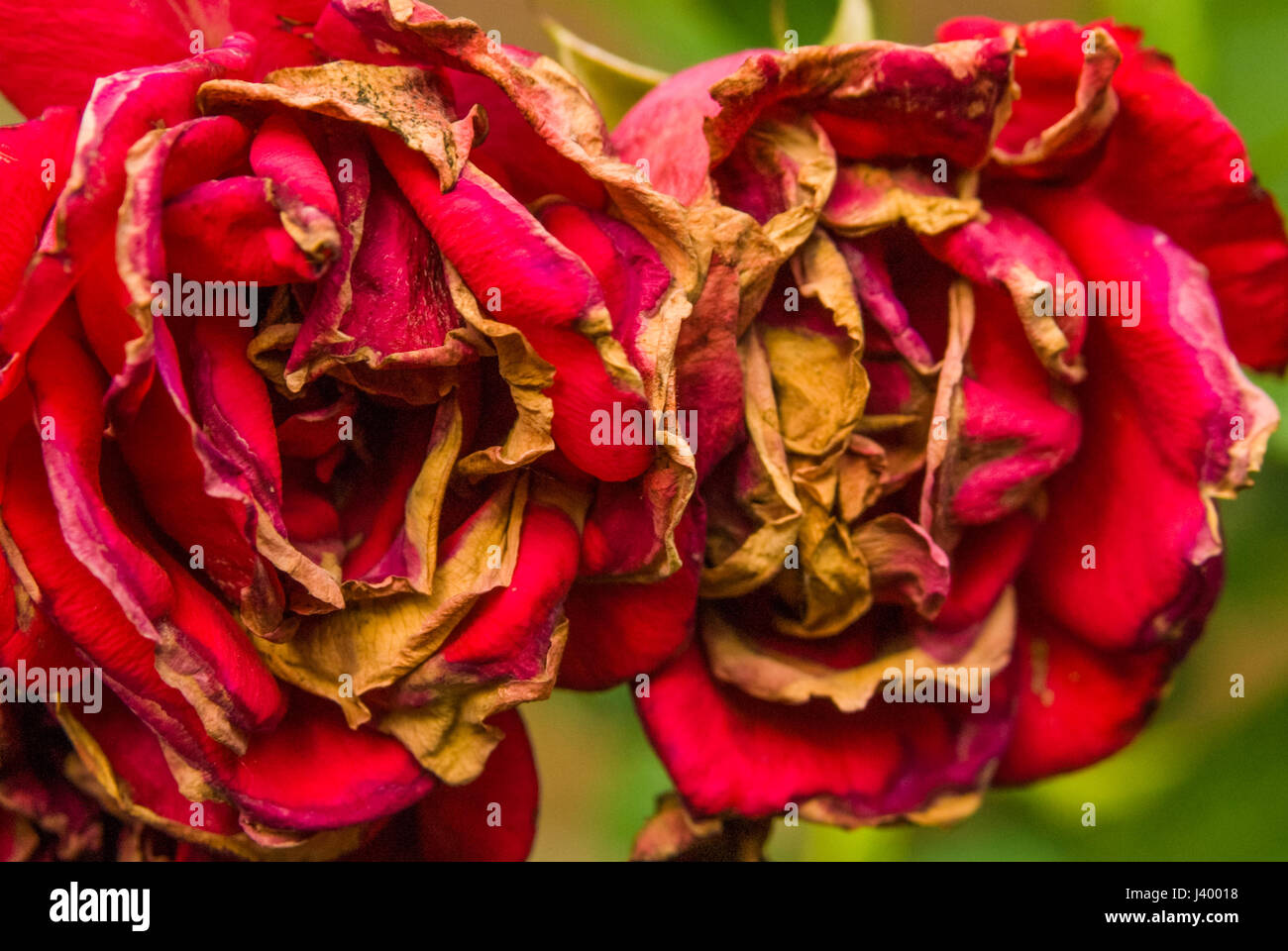 Faded Red Roses High Resolution Stock Photography and Images - Alamy