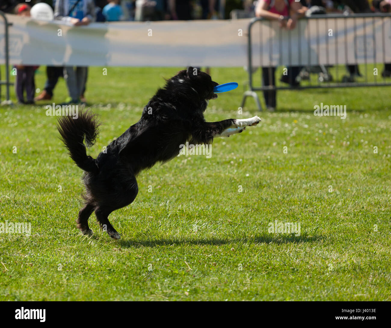 border collie frisbee competition