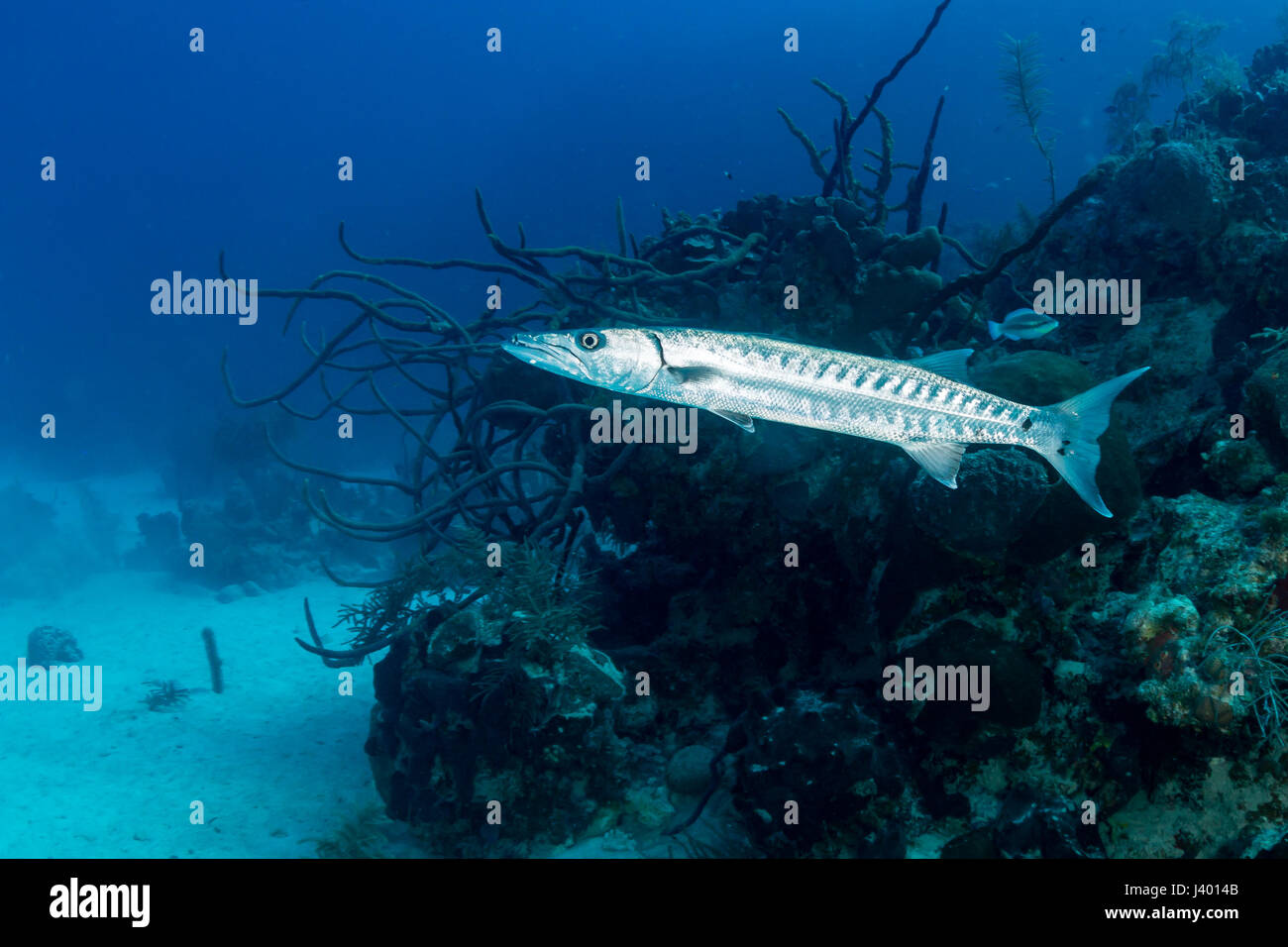 Solitary Great Barracuda patrolling a coral reef Stock Photo