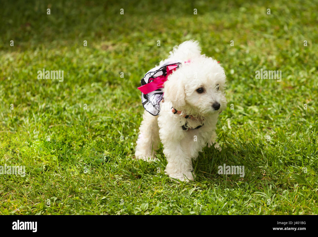Cute small puppy poodle dog in green grass in the park. Stock Photo
