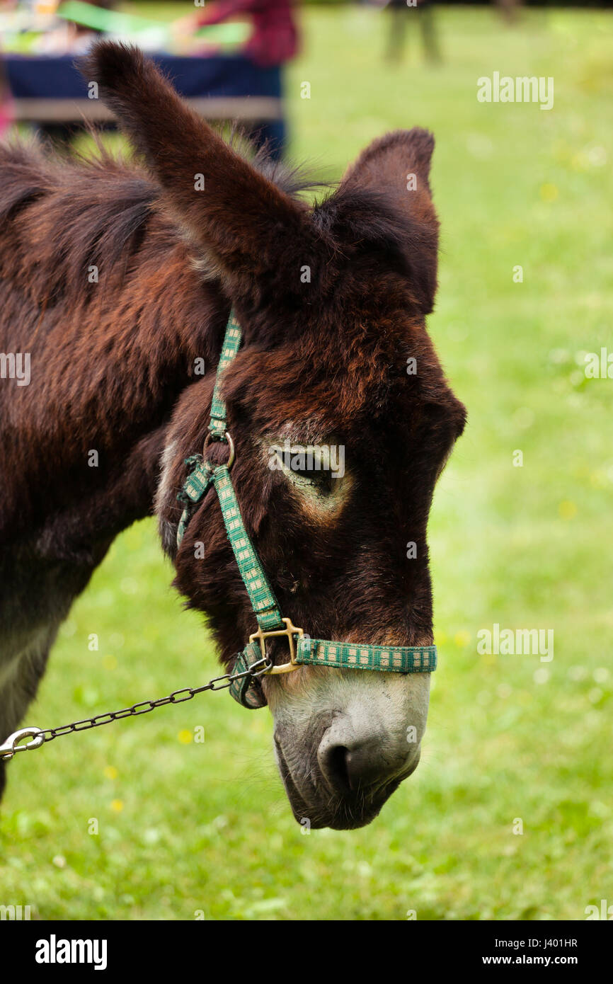 Head of grazing donkey in a sunny day in outdoors Stock Photo - Alamy
