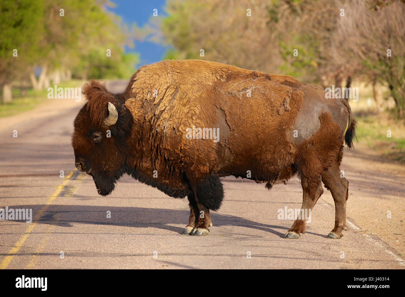 American Bison Rocky Mountain Arsenal national Wildlife Refuge Colorado ...