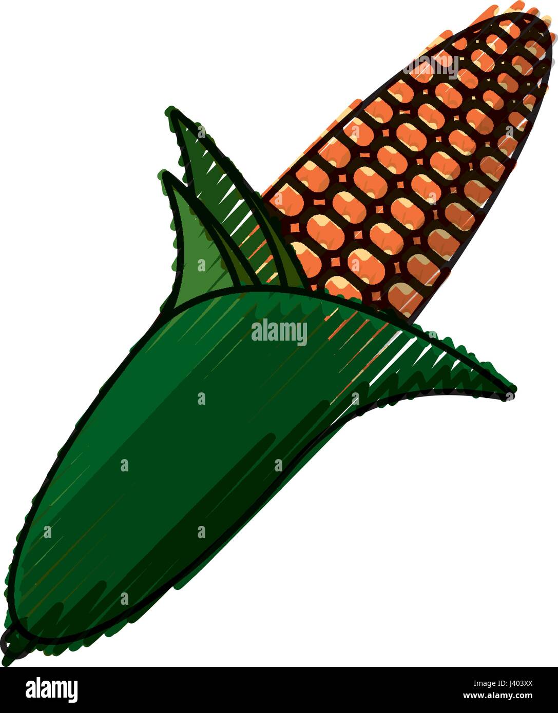 Fresh corn vegetable Stock Vector Image & Art Alamy