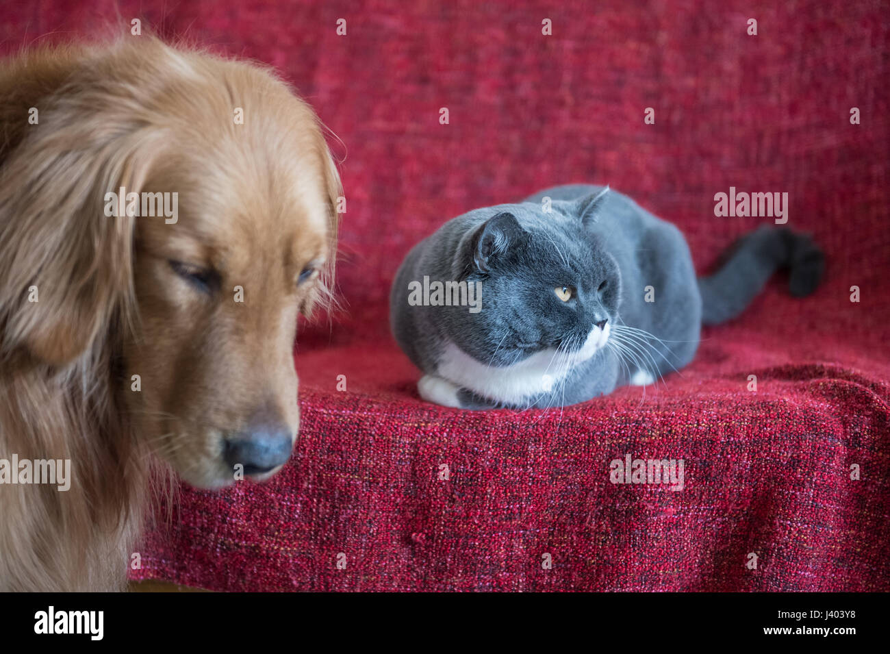 British Shorthair Cat And Golden Retriever Stock Photo 140144684