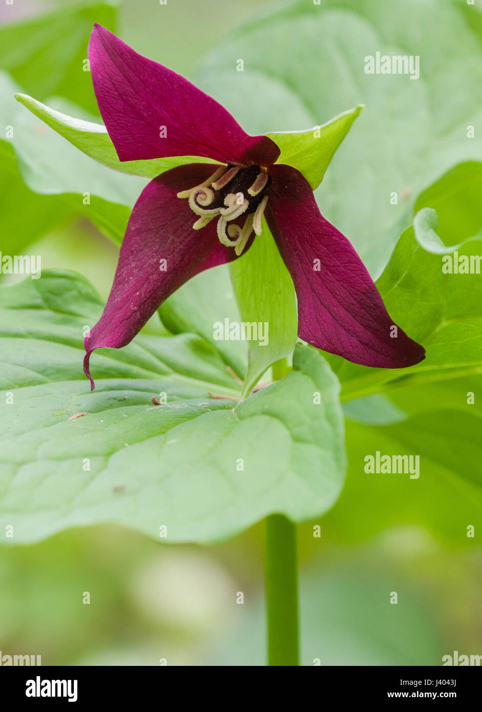 The red trillium is found in woodlands and is also known as a stinking Benjamin. Stock Photo