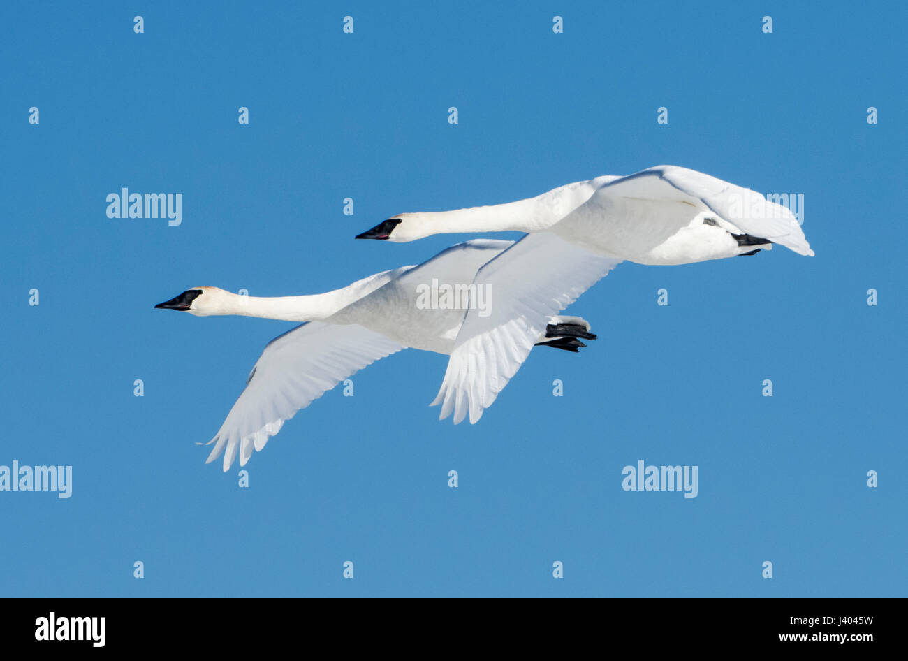 Alaska; Migration; Waterfowl; Trumpeter Swans; Migration Stock Photo