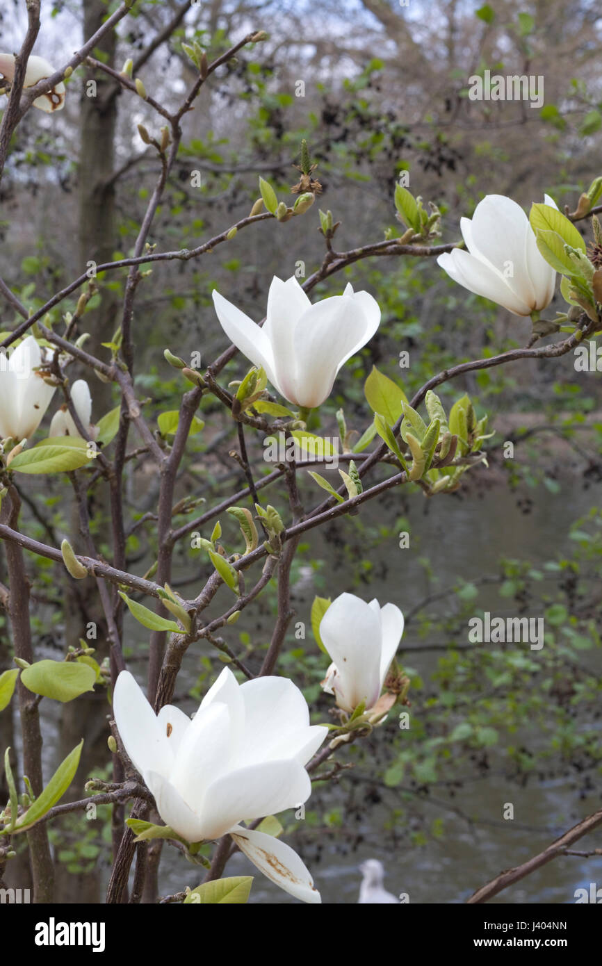 Magnolia blossom in Spring Stock Photo