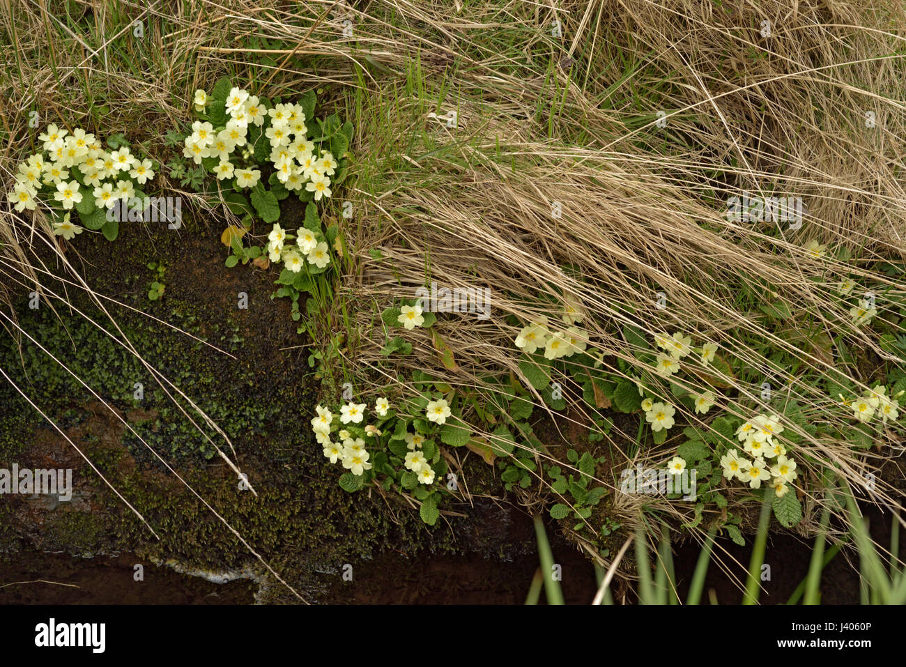Primrose, Primula vulgaris on a river bank Stock Photo