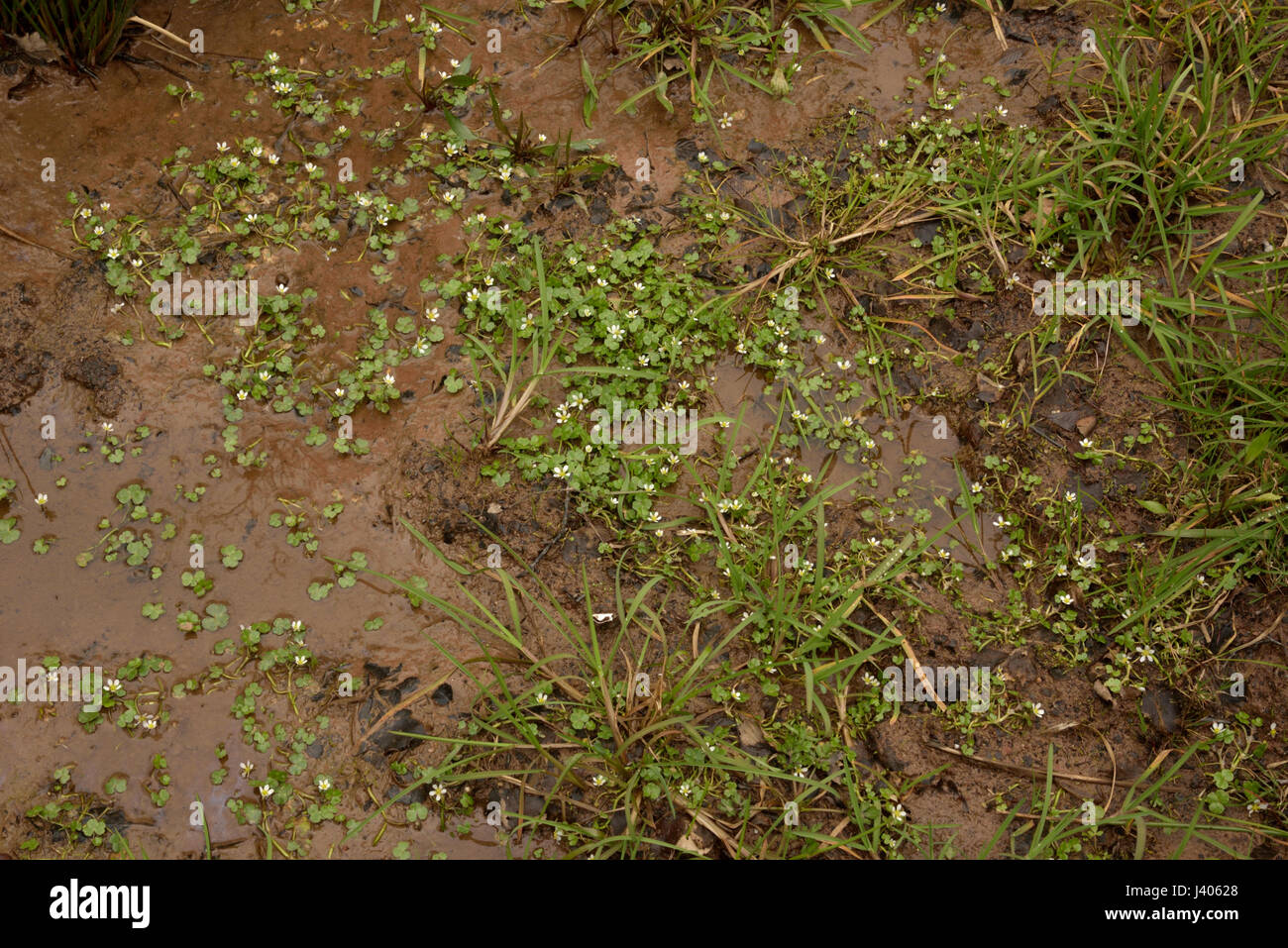 Round-leaved Crowfoot, Ranunculus omiophyllus Stock Photo - Alamy