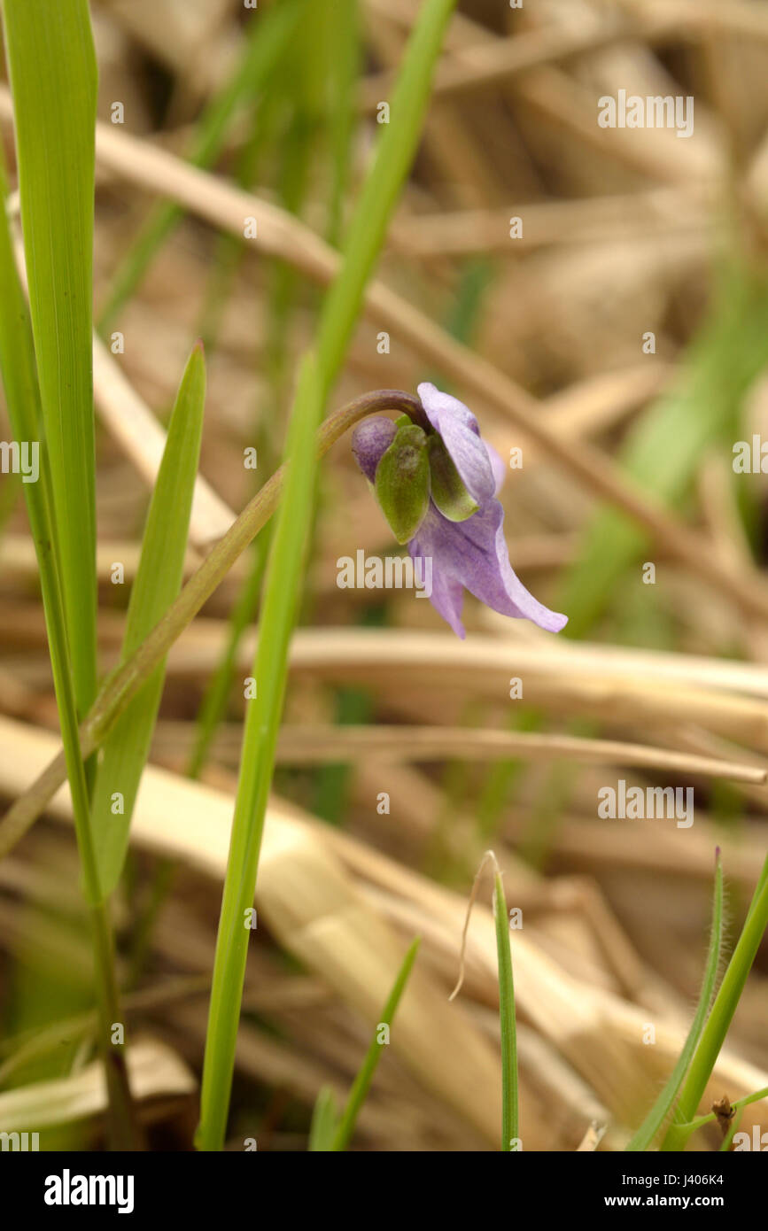 Marsh Violet, Viola palustris Stock Photo