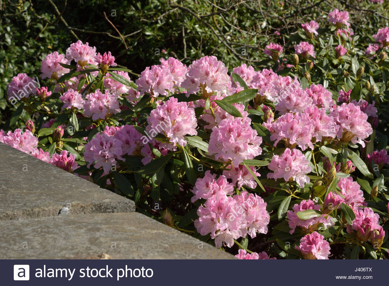 Rhododendron Flowers at Yorkshire Sculpture Park Stock Photo
