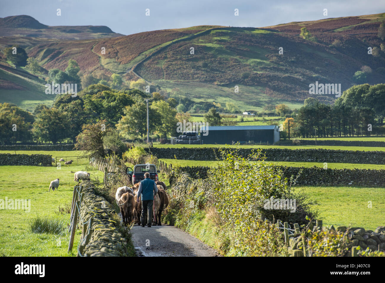 Moving beef cattle down a lane at Keswick, Cumbria, Lake District. Stock Photo