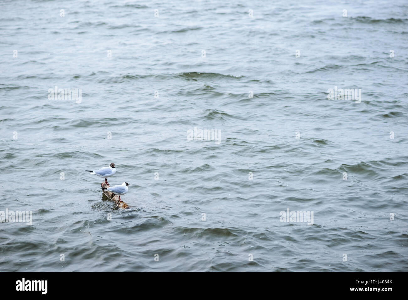 Two black headed gull standing on stones in the water and reflecting in the water surface Stock Photo