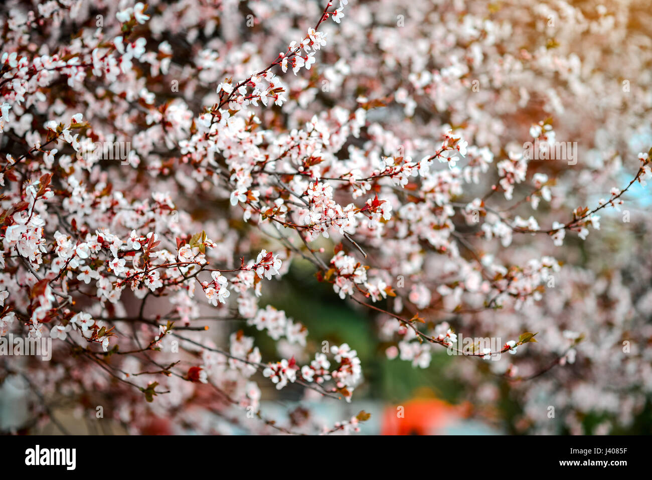 Sakura Flower or Cherry Blossom With Beautiful Nature Stock Photo - Alamy