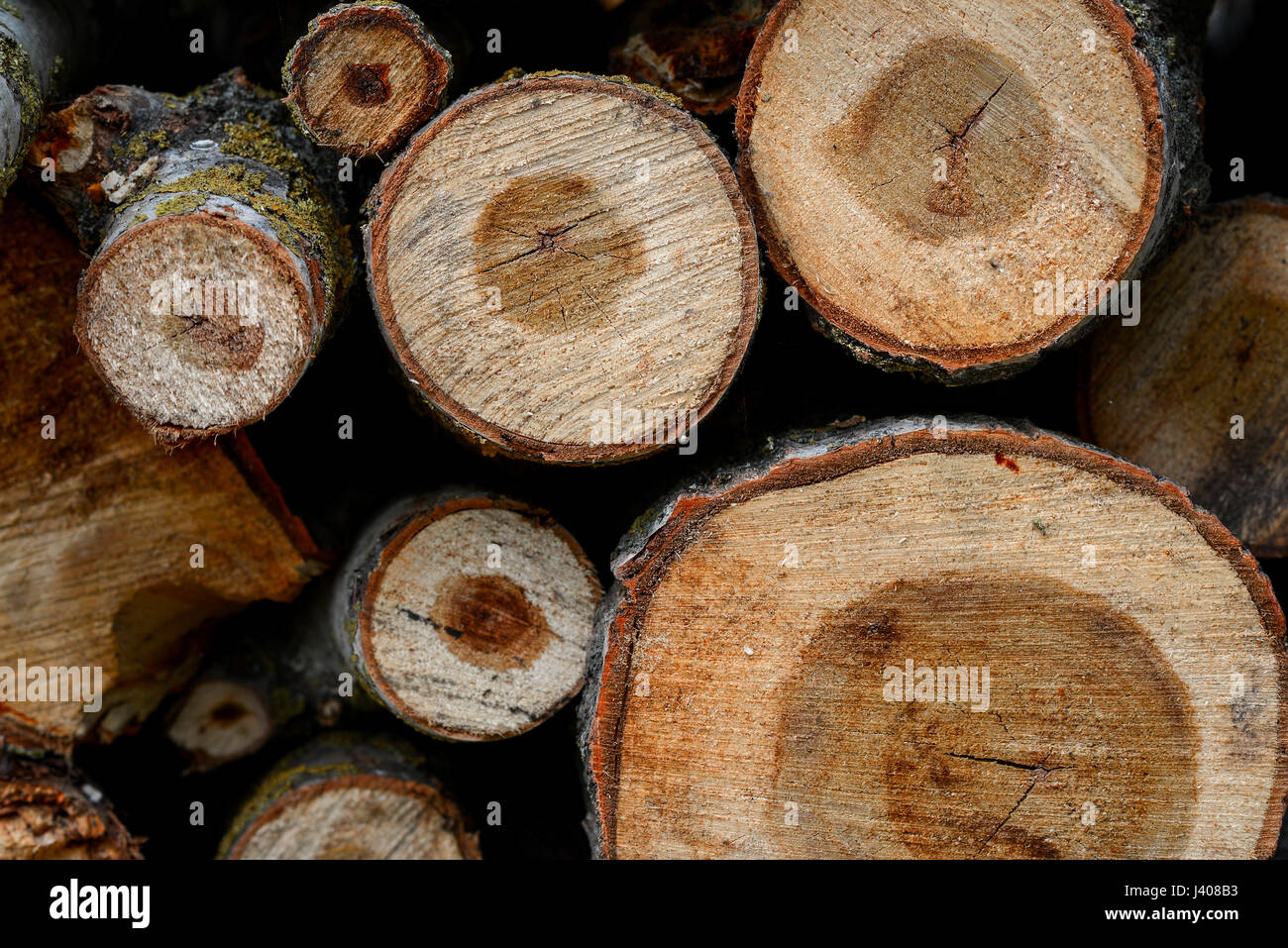 Stacked Wood Logs With Pine Trees, background Stock Photo - Alamy