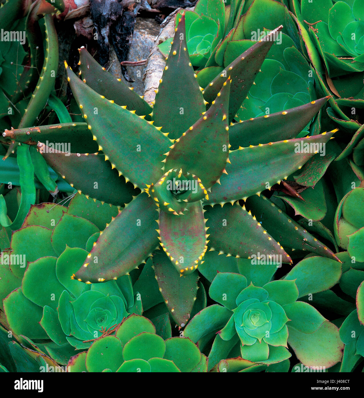 Aloe aloe mitriformis hi-res stock photography and images - Alamy