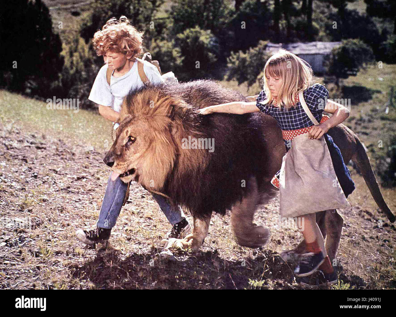 Napoleon And Samantha, aka: Flucht in die Wildnis, USA 1972, Regie: Bernard McEveety, Darsteller: Johnny Whitaker, Jodie Foster, Löwe Major Stock Photo