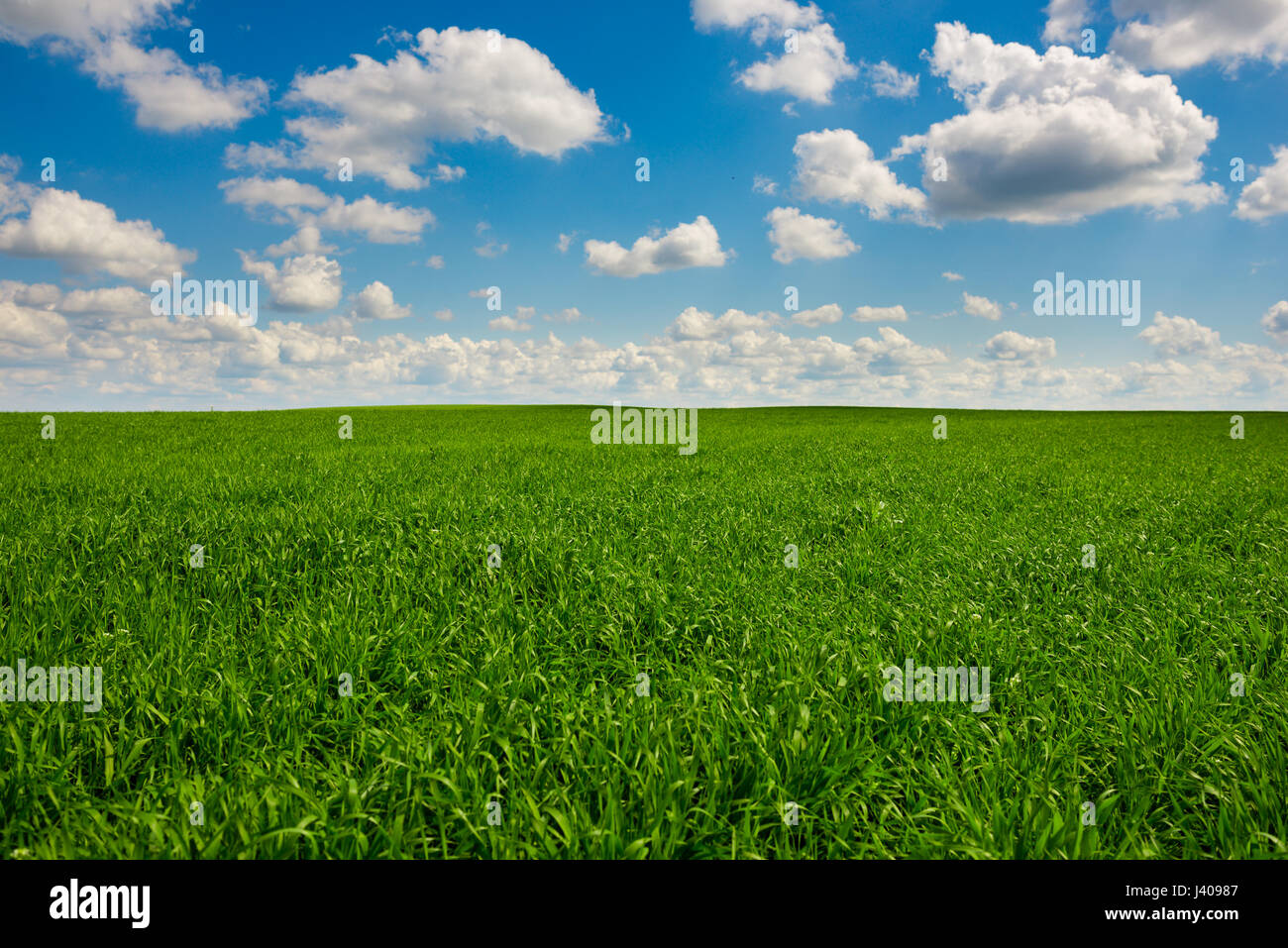 Green grass and blue sky with white clouds,background Stock Photo - Alamy